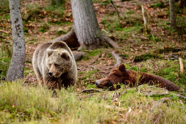 Ursos Castanhos Centro Reabilitação Ucrânia Resto Dois Ursos Predadores Natureza — Fotografia de Stock
