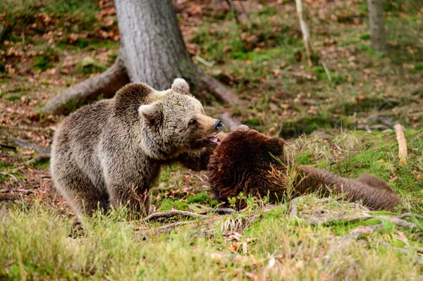 Хищный Медведь Который Впадает Спячку Ранняя Весна Бурые Медведи Карпатский — стоковое фото