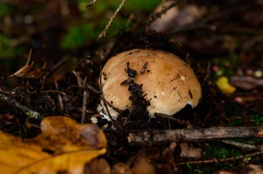Boletus ormanın kralıdır ve her çeşit mantar, yaprakların arasında yenebilir bir sonbahar mantarı, popüler bir mantardır..