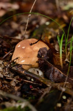 Boletus ormanın kralıdır ve her çeşit mantar, yaprakların arasında yenebilir bir sonbahar mantarı, popüler bir mantardır..