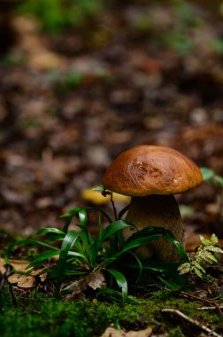 Yenilebilir mantarlar, mantarların kralı boletus diyet ve vejetaryen yiyecekler, sonbahar mantarları..