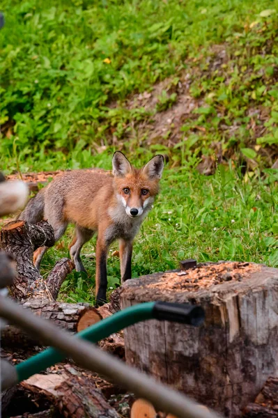 Uma Raposa Vermelha Caminha Nos Campos Animal Selvagem Astuto Uma — Fotografia de Stock