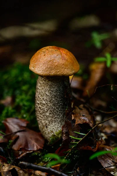 One Leccinum Mushroom Growing Forest Young Autumn Red Mushroom Edible — Stock Photo, Image