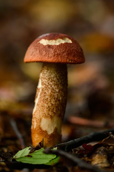 在森林里种植一株香菇 在森林里种植年轻的秋天红菇 食用蘑菇和蘑菇季节 — 图库照片