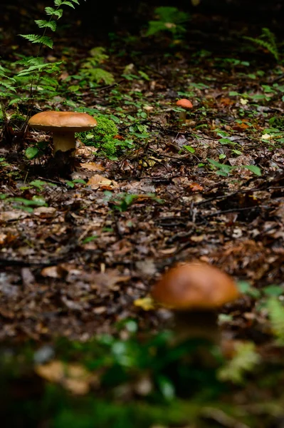秋の森の中の葉や苔の間のポルチーニキノコのグループ 静かなキノコ狩り 食用ポルチーニキノコ — ストック写真