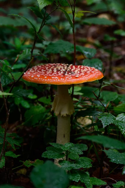 Toadstool Vermelho Floresta Cogumelo Venenoso Perigoso Cogumelo Não Comestível Close — Fotografia de Stock