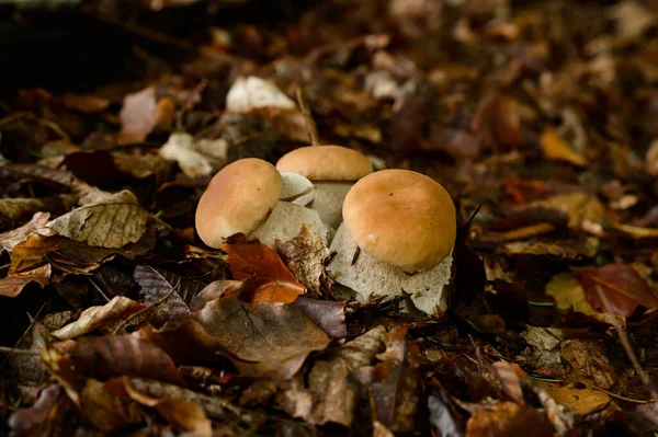 A group of porcini mushrooms among leaves and moss in the autumn forest, quiet mushroom hunting, edible porcini mushrooms.