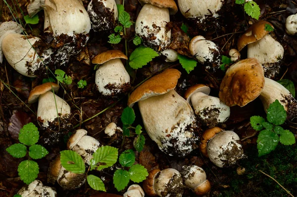 采摘蘑菇 排成行地躺在森林的树叶和草地上 在森林里采摘蘑菇 食用蘑菇 — 图库照片