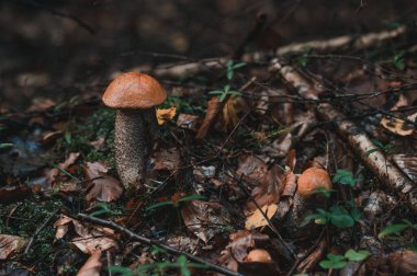 Ormanda yetişen bir Leccinum mantarı genç sonbahar kızıl mantarı yenilebilir mantar ve ormanda mantar mevsimi..