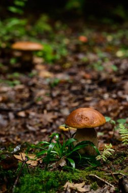 Sonbahar ormanlarında yapraklar ve yosunlar arasında bir grup porcini mantarı, sessiz mantar avı, yenilebilir porcini mantarları..