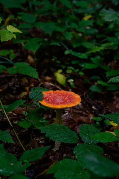 Red Toadstool Forest Poisonous Dangerous Mushroom Inedible Mushroom Close Forest — Stock Photo, Image