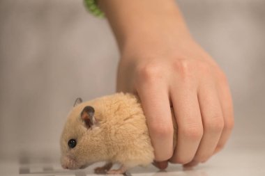 A pet hamster in the hands of a child, the hamster is sitting on the table.