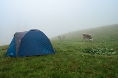 Vorokhta, Ukrayna 12 Haziran 2022: Bir inek çadırın yakınında otluyor, dağlarda kasvetli bir hava, bir Coleman çadırı.