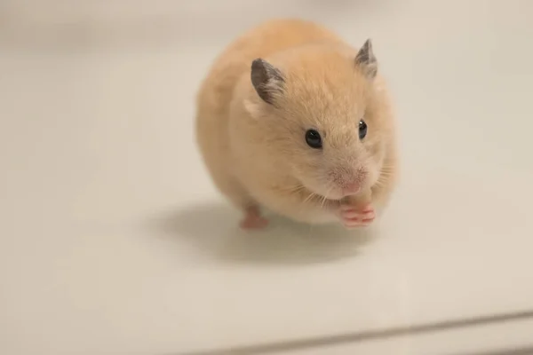 Hamster White Background Greedily Stuffs Food Its Cheeks Hamster Black — Stockfoto