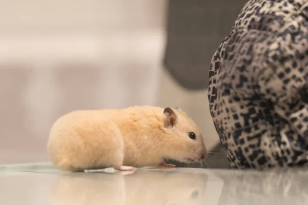 Hamster Sits Table Reflects Peach Colored Hamster — ストック写真