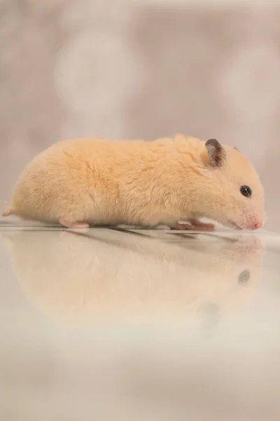 Ein Pfirsichfarbener Hamster Läuft Mit Einem Spiegelbild Auf Den Tisch — Stockfoto