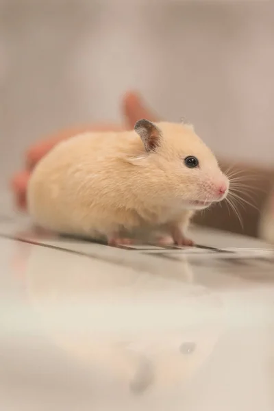 Persikofärgad Hamster Springer Bordet Med Reflektion Ett Fluffigt Husdjur — Stockfoto