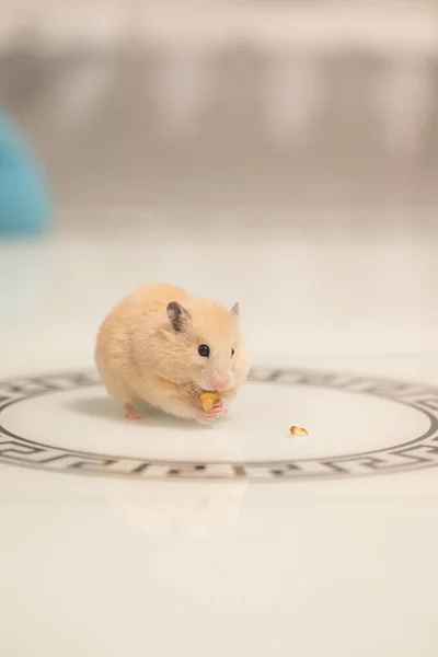 Hamster White Background Greedily Stuffs Food Its Cheeks Hamster Black — Fotografia de Stock