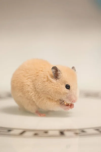 Hamster White Background Greedily Stuffs Food Its Cheeks Hamster Black — Photo