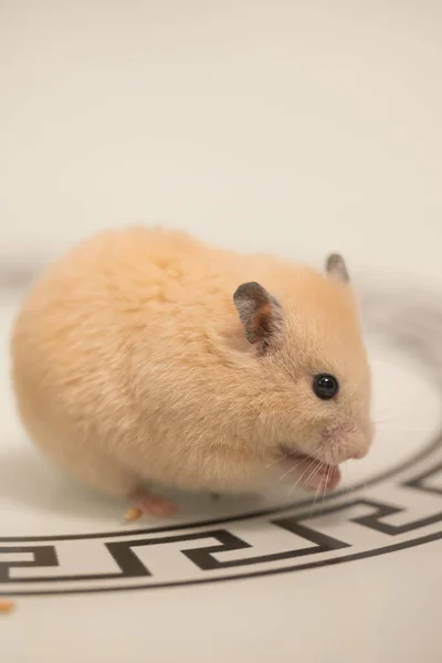 Peach Colored Hamster Running Table Reflection Fluffy Pet Hamster Paws — Stockfoto