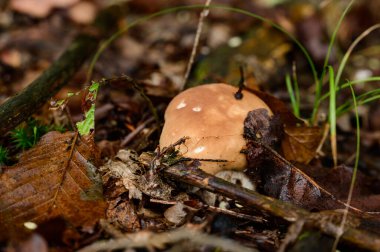 Boletus ormanın kralıdır ve her çeşit mantar, yaprakların arasında yenebilir bir sonbahar mantarı, popüler bir mantardır..