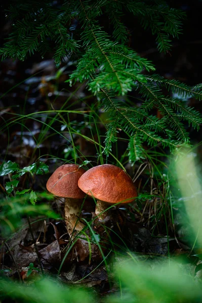 Two Leccinum Mushrooms Growing Forest Edible Mushroom Red Cap Mushroom — Stock Photo, Image
