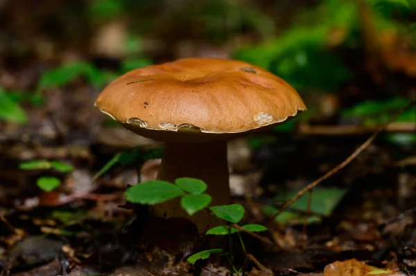 Edible Mushrooms Boletus King Mushrooms Dietary Vegetarian Food Autumn Mushrooms — Stock Photo, Image
