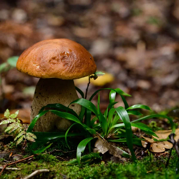 White Mushroom Close Forest Perfect Mushroom Stem Cap Mushroom Growing — Stock Photo, Image