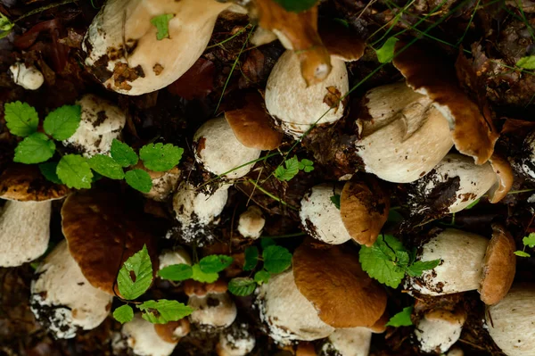 stock image Mushrooms picked and laid out in rows on leaves and grass in the forest, harvesting mushrooms in the forest, edible porcini mushrooms.