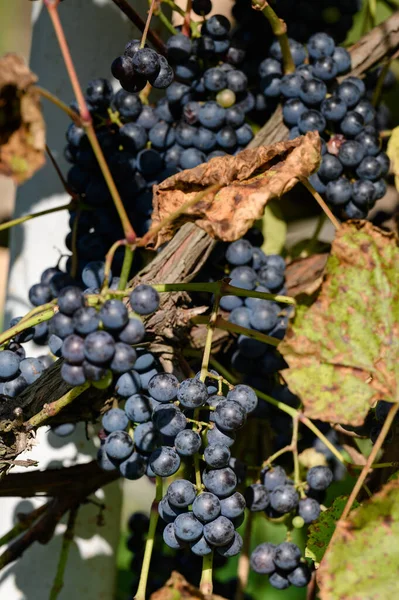 Ripe Small Blue Grapes Already Dry Leaves Bunches Grapes Sunlight — Stock Photo, Image