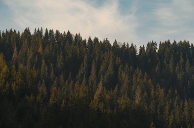 Daimi yeşil Karpat Ukrayna ormanları, ekolojik olarak temiz ormanlar ve Ukrayna manzaraları..