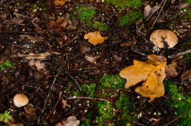 Boletus ormanın kralıdır ve her çeşit mantar, yaprakların arasında yenebilir bir sonbahar mantarı, popüler bir mantardır..