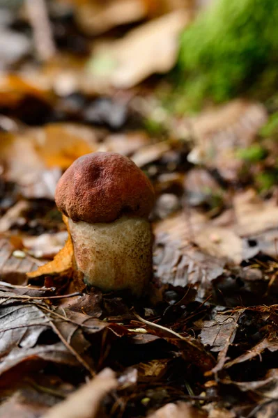 Cogumelos Comestíveis Boleto Como Rei Cogumelos Comida Dietética Vegetariana Cogumelos — Fotografia de Stock