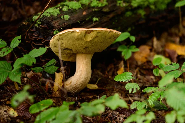 Edible Mushrooms Boletus King Mushrooms Dietary Vegetarian Food Autumn Mushrooms — Stock Photo, Image