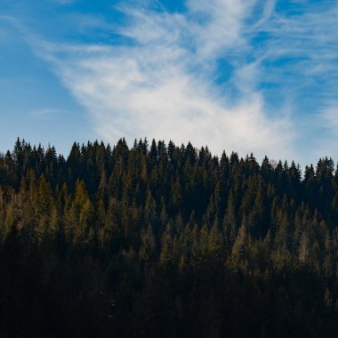 Daimi yeşil Karpat Ukrayna ormanları, ekolojik olarak temiz ormanlar ve Ukrayna manzaraları..