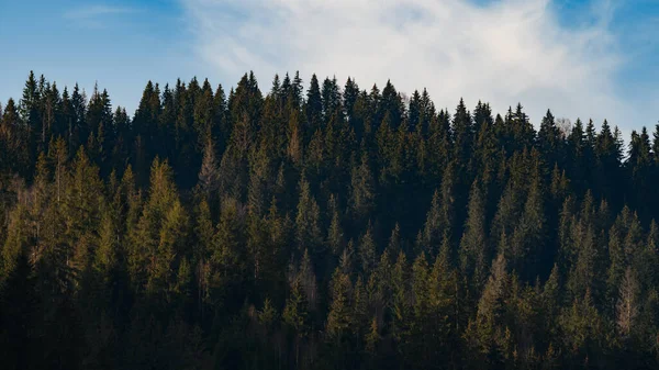 Toppen Evergreen Karpaterna Ukrainska Skogar Ekologiskt Rena Skogar Och Landskap — Stockfoto