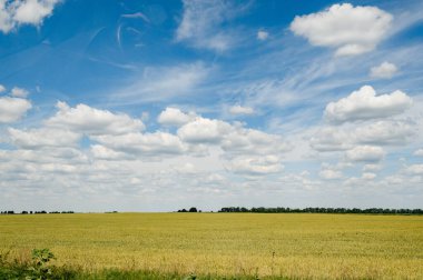 Orta kesiminde Ukrayna barış tarım alanları, ilkbaharda kültür alanları.