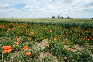 Yabani gelincik buğdayın yanında yetişir. Hâlâ olgunlaşmış iki ekili bitki. Olgunlaşan buğday dönemi..