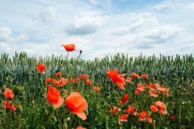 Olgunlaşmamış buğday tarlası ve gelincik kır çiçekleri savaştan önce Ukrayna kültür tarlaları..