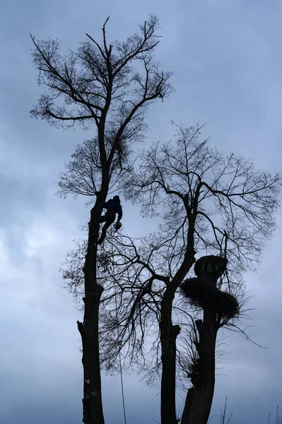 Arborist Cuts Tall Dry Linden Tree Job High Risk Life — Stock Photo, Image