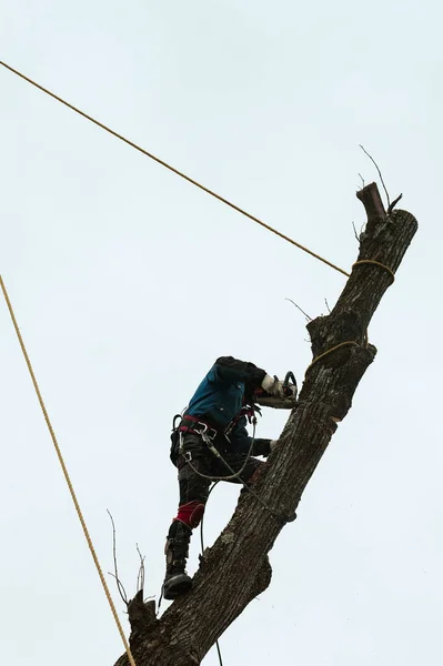 A man cuts high tree branches, a forester with a chainsaw clears a tree of high dangerous rough branches, work at height, danger to life and a man climber.