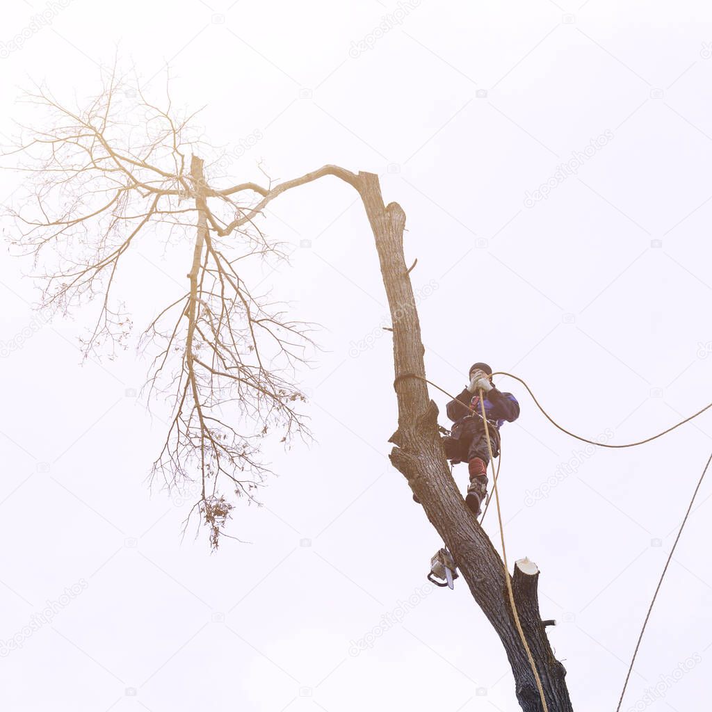 A man cuts high tree branches, a forester with a chainsaw clears a tree