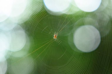 A web in a dark forest, a small inconspicuous spider on a web spun by it spits on its prey, bokeh in the background.