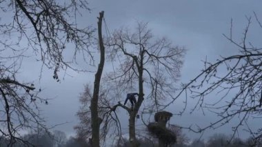 A man cuts high tree branches, a forester with a chainsaw clears a tree of high dangerous rough branches, video 4k.
