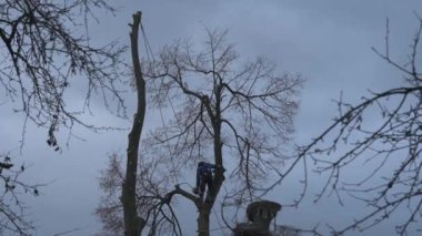 A man cuts high tree branches, a forester with a chainsaw clears a tree of high dangerous rough branches, video 4k.