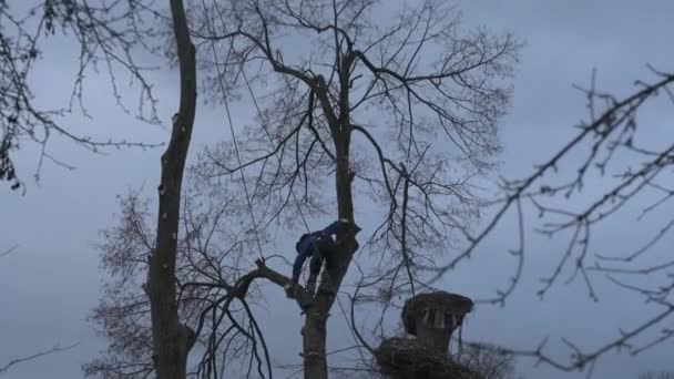 Arborist Cuts Tall Dry Linden Tree Work High Risk Life — Stock videók