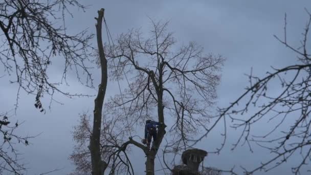 Man Cuts High Tree Branches Forester Chainsaw Clears Tree High — Stock Video