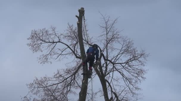 Человек Срезает Высокие Ветки Деревьев Лесник Бензопилой Очищает Дерево Высокоопасных — стоковое видео