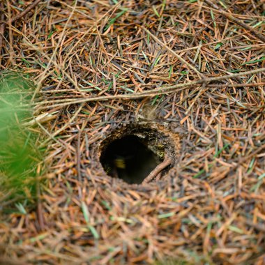A wasp hole in the forest in the ground, around the fallen needles of conifers, a perfect circle of the hole in the ground.