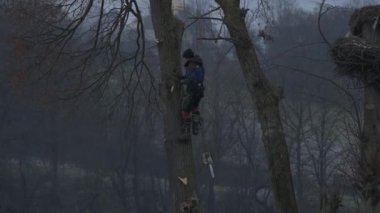 An arborist climbs down a tree to cut tree branches, dangerous work, video 4k.